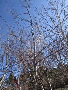 lot 25 image: Whitespire Birch