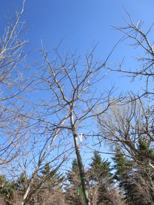 lot 51 image: Northern Pin Oak, 12ft