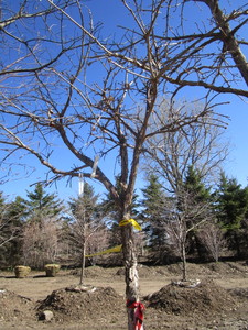 lot 52 image: Swamp Oak, 8ft