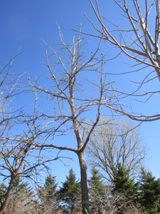 lot 53 image: Autumn Blaze Maple, 12ft