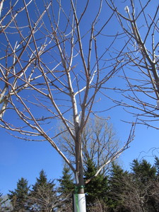 lot 54 image: Autumn Blaze Maple, 13ft