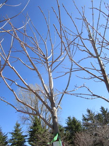 lot 55 image: Autumn Blaze Maple, 12ft