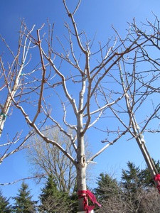 lot 57 image: Autumn Blaze Maple, 12ft