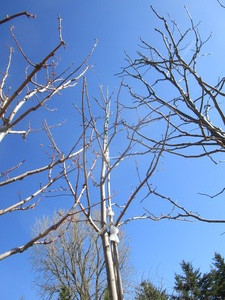 lot 58 image: Autumn Blaze Maple, 12ft