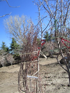 lot 59 image: Serviceberry, 6ft