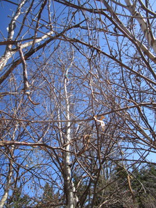 lot 60 image: Whitespire Birch