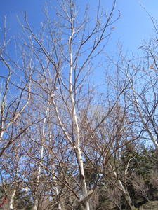 lot 61 image: Whitespire Birch