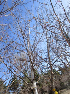 lot 62 image: Whitespire Birch