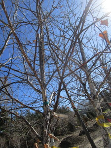 lot 63 image: Whitespire Birch