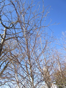 lot 65 image: Whitespire Birch