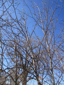 lot 66 image: Whitespire Birch