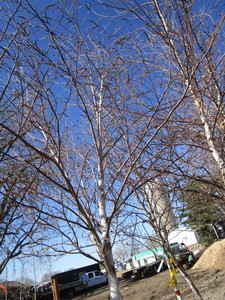 lot 67 image: Whitespire Birch