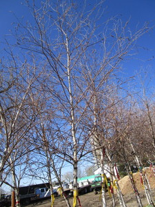 lot 68 image: Whitespire Birch