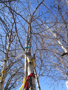 lot 71 image: Whitespire Birch