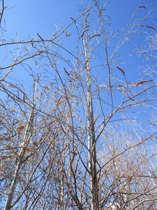 lot 73 image: Whitespire Birch