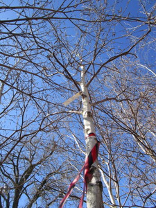 lot 74 image: Whitespire Birch