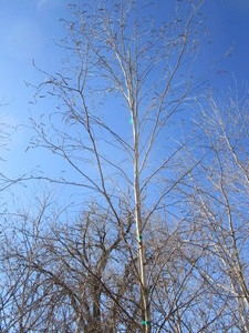 lot 75 image: Whitespire Birch