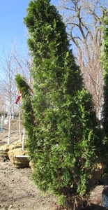 lot 101 image: Emerald Green Arborvitae