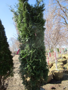 lot 102 image: Emerald Green Arborvitae