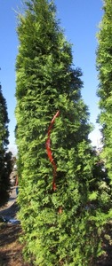 lot 103 image: Thuja Arborvitae