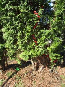 lot 104 image: Thuja Arborvitae