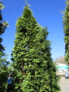 lot 105 image: Thuja Arborvitae