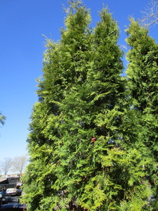 lot 106 image: Thuja Arborvitae