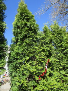lot 107 image: Thuja Arborvitae