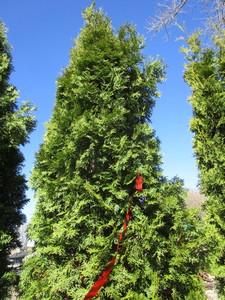 lot 108 image: Thuja Arborvitae