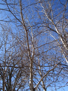 lot 109 image: Whitespire Birch