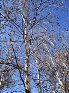 lot 110 image: Whitespire Birch