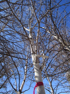 lot 112 image: Whitespire Birch