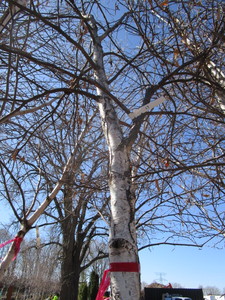 lot 113 image: Whitespire Birch