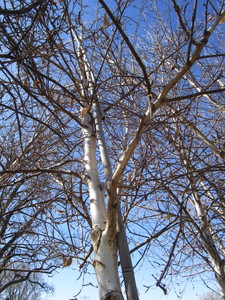 lot 114 image: Whitespire Birch
