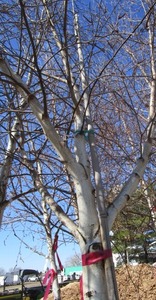 lot 115 image: Whitespire Birch