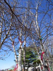 lot 118 image: Whitespire Birch