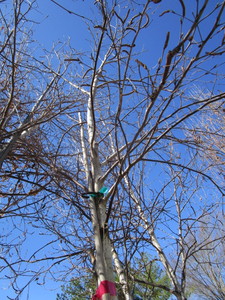 lot 119 image: Whitespire Birch