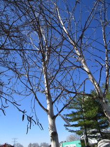 lot 120 image: Whitespire Birch