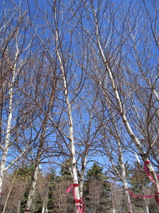 lot 15 image: Whitespire Birch