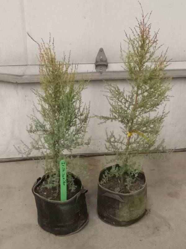 May Potted Irish Junipers & American Arborvitae KBID