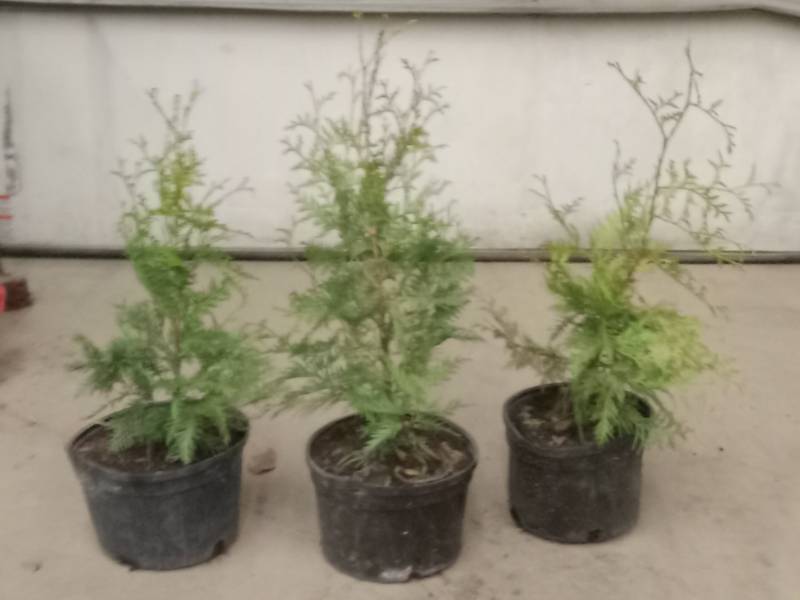 May Potted Irish Junipers & American Arborvitae KBID