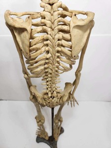 lot 7 image: Awesome Vintage 1950s era Medical Skeleton Model wStand