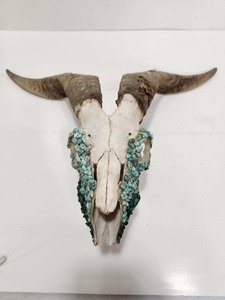 lot 369 image: Southwestern Stone Decorated Genuine Goat Skull