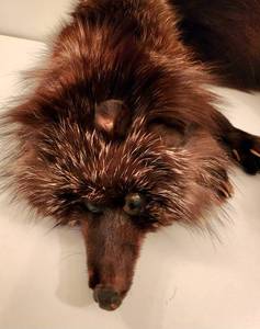 lot 216 image: Stunning Selection of Fur Natural and Faux Fur