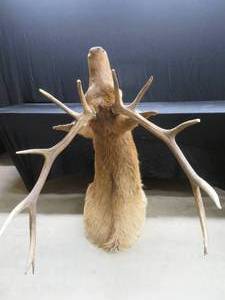 12 Pt. ELK MOUNT