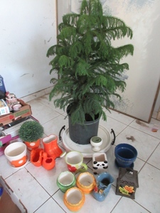 lot 284 image: REAL EVERGREEN TREE AND LOTS OF CERAMIC PLANTERS