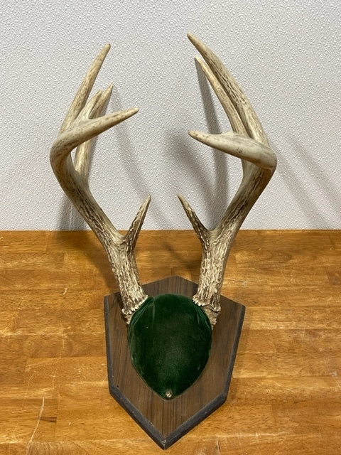 Deer Antlers