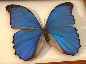 Framed Taxidermy Blue Morpho Butterfly