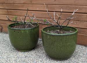 lot 226 image: Pair of Green Ceramic Planters
