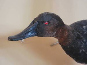 Canvasback Taxidermy Mount